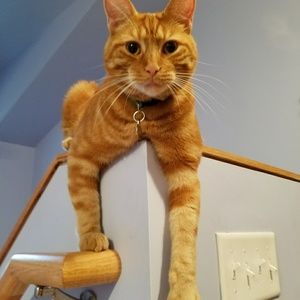 Meet your Posher, Heidi